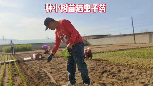 小绿化苗栽上 园林绿化工程苗木人 记录东北农村的日常生活